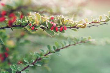 Obraz premium barberry bush covered with morning frost