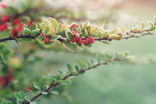 barberry bush covered with morning frost