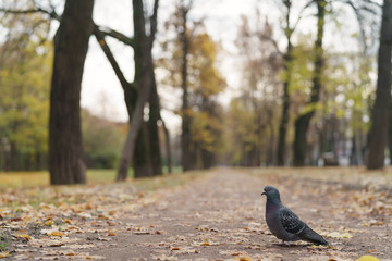 pigeon on autumn alley in town