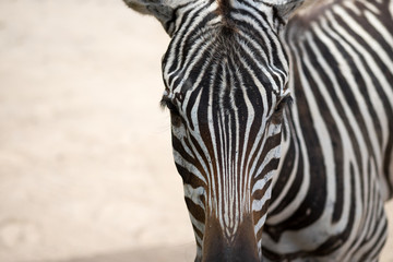 Naklejka premium Zebra