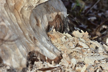 work of eurasian beaver