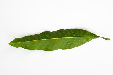 Fototapeta na wymiar Mango leaf isolated with white background