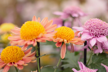 Blooming colorful flowers in summer garden