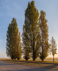 Italian poplar in the morning light, the province of Emilia-Romagna