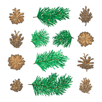 Pine tree branches and cones for Christmas decorations.