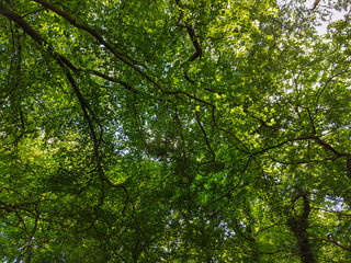 Green leaves in summer, Staffordshire