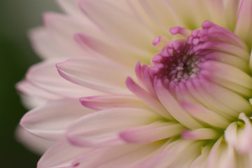 Macro background texture of pink flower petals