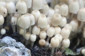 Mushrooms (Coprinus disseminatus) on a stump