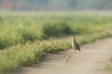agricultural field