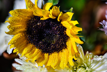 Sunflower - 125918101