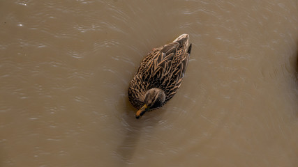 Brown duck in pond