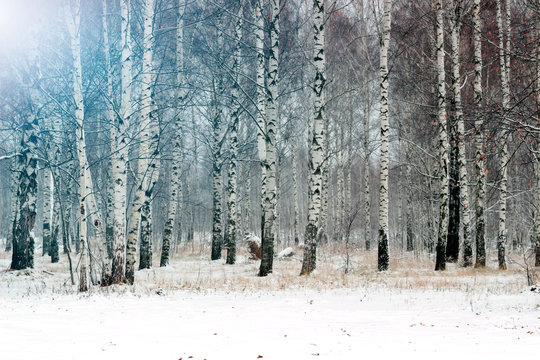 Fototapeta Beautiful Birch Grove with covered snow branches