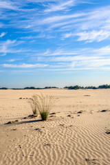 Fototapeta na wymiar Two clumps of grass in a desertlike wide area