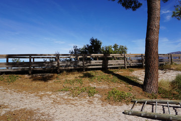 Pine tree in the dune