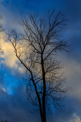 Fototapeta na wymiar Крона дерева на фоне голубого неба