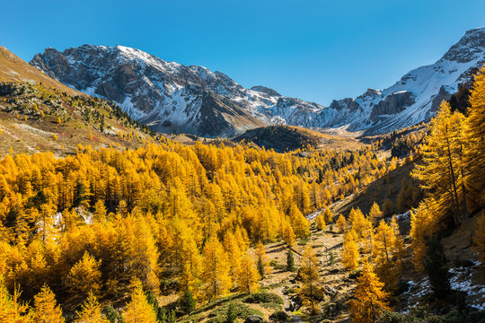 Fototapeta Forêt de Mélèze