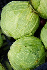 Obraz premium Cavolo verde