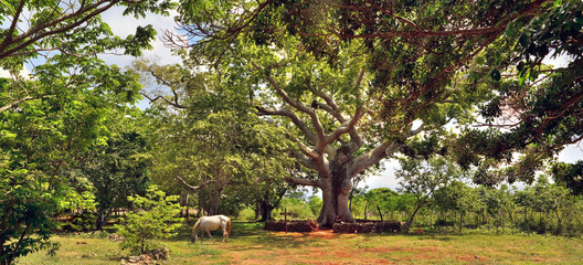 The horse who is grazing under a tree ceiba on the ranch, Cuba