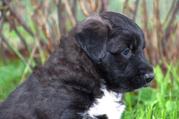 Portrait of a homeless puppy.