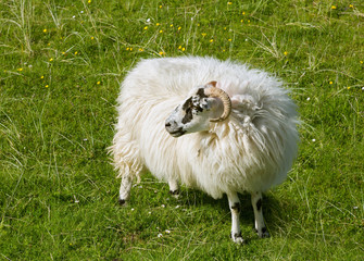 Scottish sheep in meadow