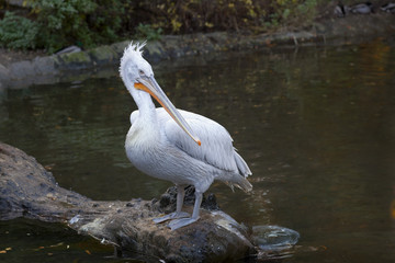 Krauskopfpelikan beim dösen