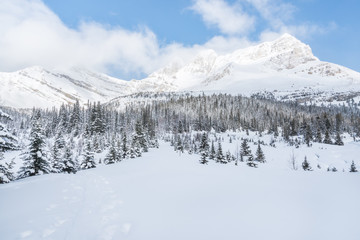 Winter mountain range panoramic and snow-covered forest