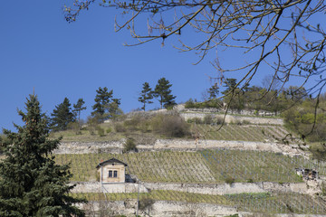 Landschaft und Weinberge bei Freyburg, Burgenlandkreis, Sachsen-Anhalt, Deutschland