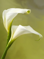 Pair of calla flowers