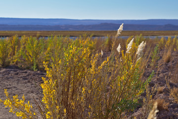Beautiful flourishing grass at sunset light in a windy afternoon
