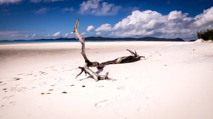 Deurstickers Whitehaven Beach, Whitsundays Eiland, Australië Boomstam op mooi wit strand