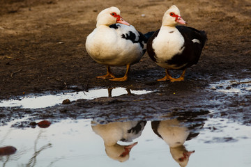 Домашние утки возле лужи