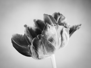 tulip close-up (120)