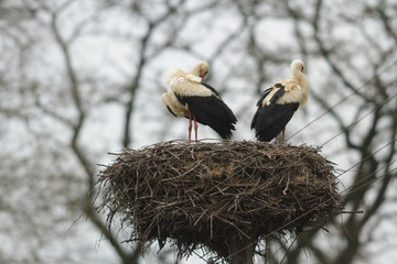 stork