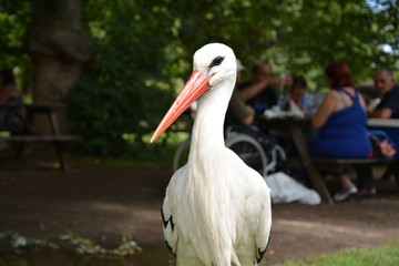 Pélican