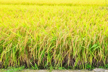 Rice field closeup, ready for the harvest