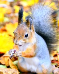 Cute squirrel autumn closeup
