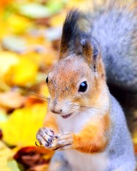 Cute squirrel in autumn