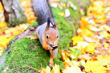 Squirrel wiping its mouth with a leaf