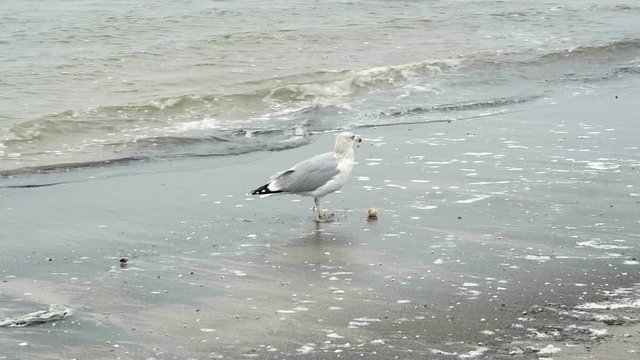 common gull (Larus canus) on the beach of Prora on Rugen island (Germany). searching for food