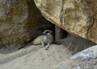 Obraz premium Suricate