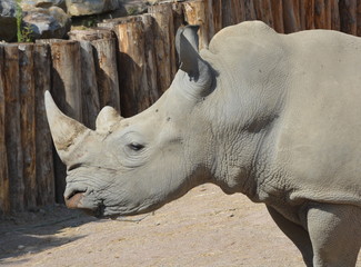 Fototapeta premium Rhinocéros