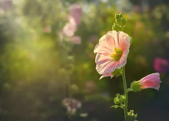 Crédence en verre imprimé Fleurs Beautiful Pink hollyhock blossom in the garden with vintage retro sun light color style, Althaea rosea flower