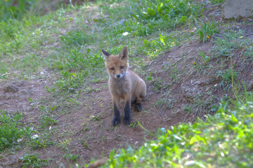 beautiful little fox