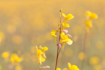 Wild flower, Utricularia bifida ,yellow flowers in golden paddy