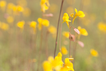 Wild flower, Utricularia bifida ,yellow flowers in golden paddy