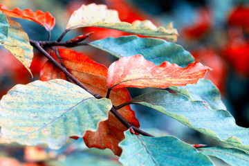 Naklejka na ściany i meble Autumn leaves on trees branch. Foliage background.