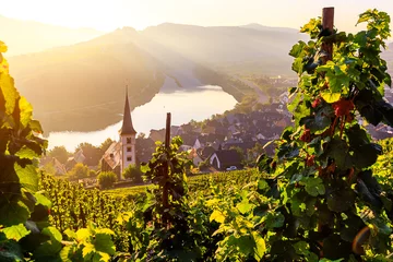 Fotobehang Sonnenaufgang bei der Moselschleife Bremm © rphfoto