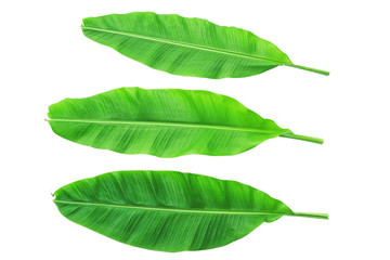 Obraz premium Banana leaves isolated over white. Photo includes three CLIPPING PATH