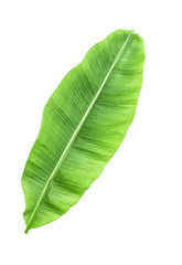 Banana leave isolated over white with CLIPPING PATH