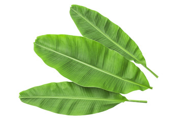 Fototapeta premium Banana leaves isolated over white. Photo includes three CLIPPING